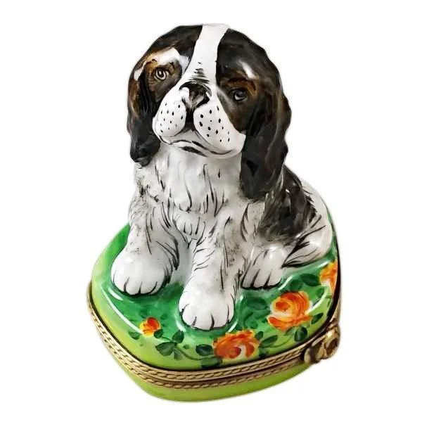 Tri Color King Charles Spaniel