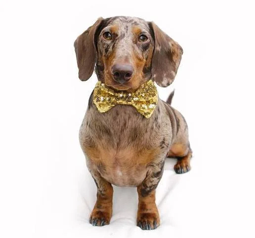 BUSTER'S PARTY SHOP | Gold Sequin Bow Tie